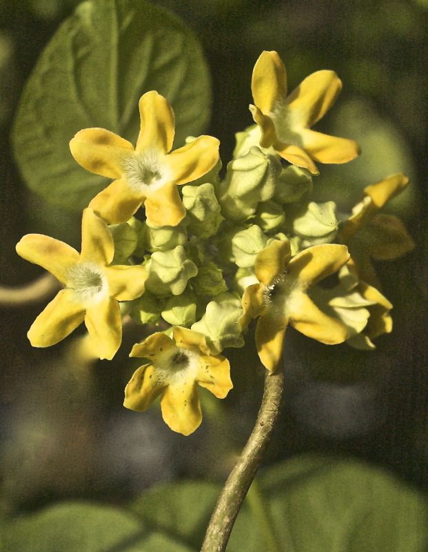 COWSLIP VINE Tonkin Jasmine Telosoma Pakalana Air layer plant Tropical.